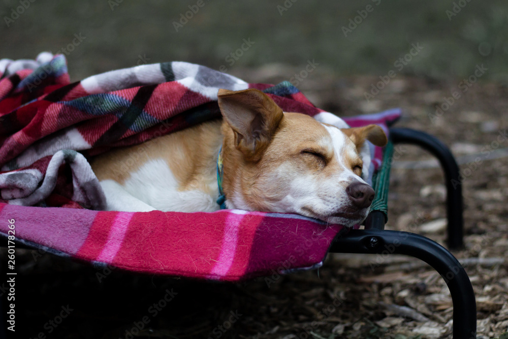 Sleepy Australian Shepherd Red Heeler Mix Puppy Stock Photo Adobe Stock