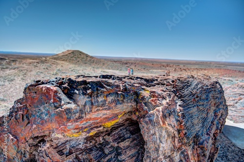 Petrified Forest multicolored wood