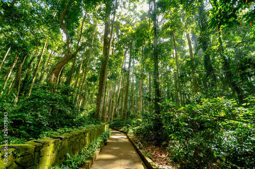 footpath inside tropical rain forest