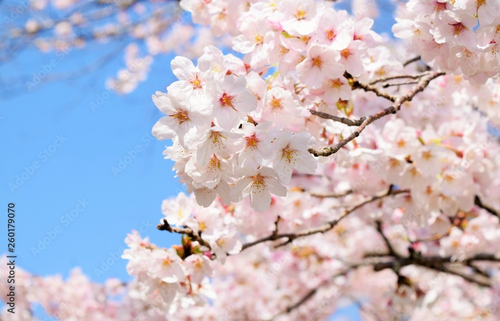 Obraz premium 満開の桜と青空、日本の春の風景