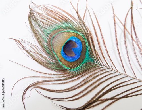 Peacock colored feather on white background.