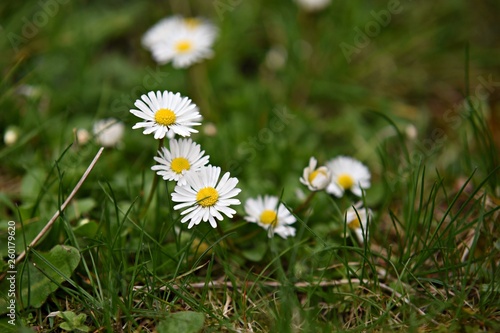 Daisy flowers in Spring