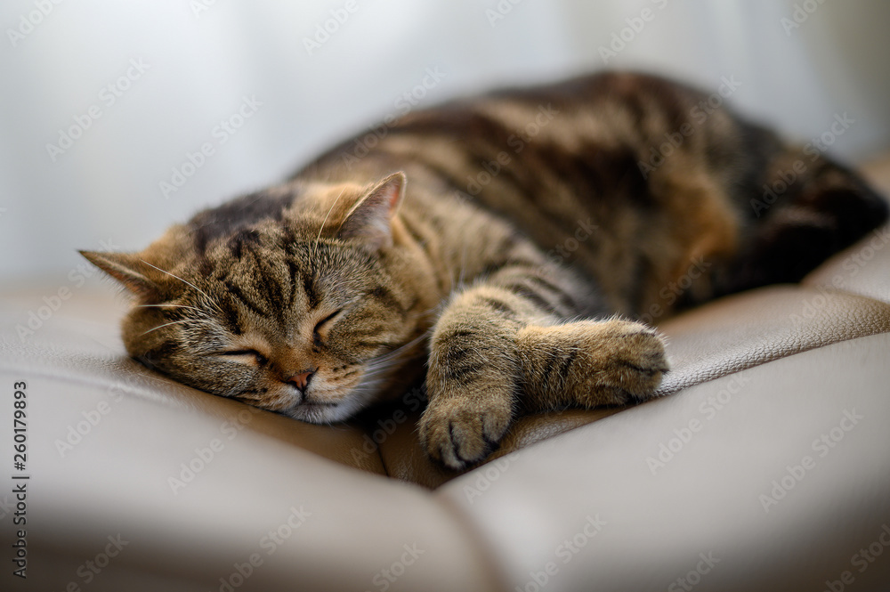 Cute cat little sleeping cat sleeping in her dreams