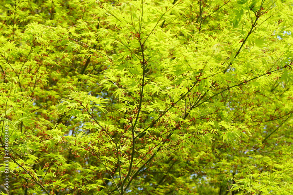 Fototapeta premium モミジの新緑