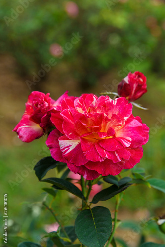 Принти на полотні Maurice Utrillo rose in garden