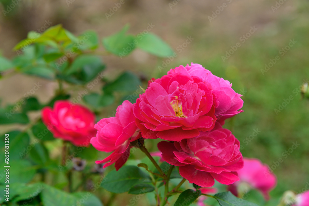 Bordure Magenta rose in garden Stock Photo | Adobe Stock