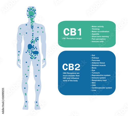 human endocannabinoid system is CB1 and CB2