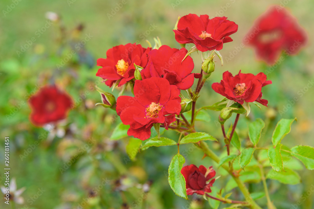 Red Matador roses in garden