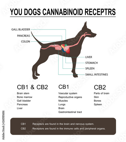 you dog cannabinoid receptors CB1 and CB2 photo