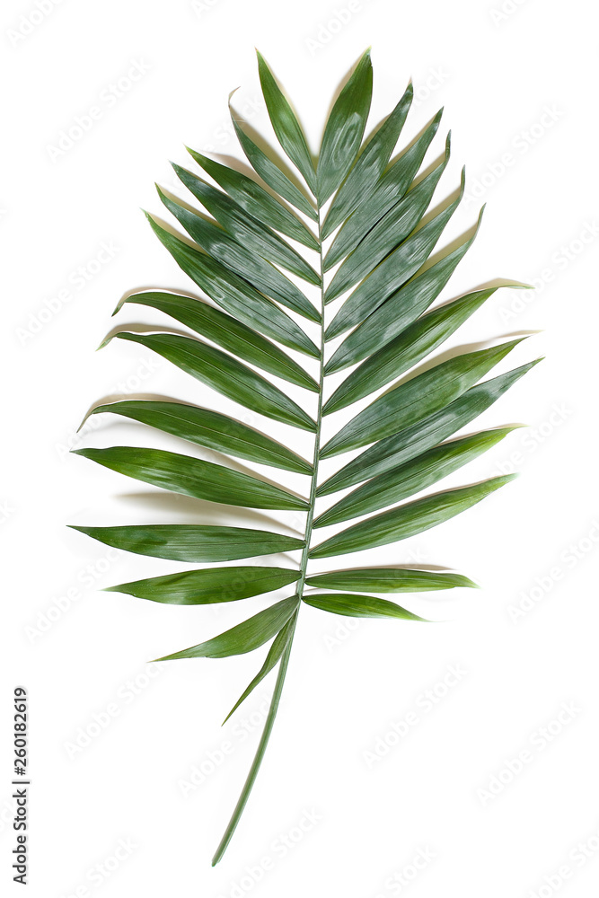 Green leaves of palm tree isolated on white background Green leaves of palm tree isolated on white background
