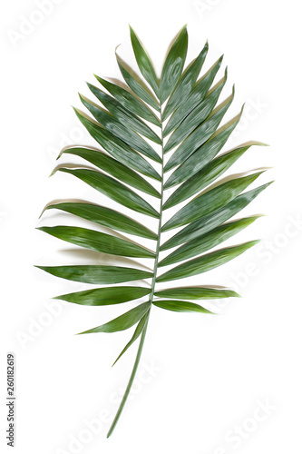 Green leaves of palm tree isolated on white background © nadezhda07_07