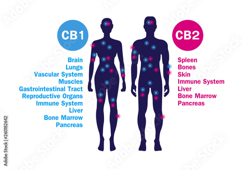 human endocannabinoid system
