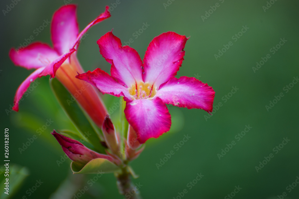 Pink adenium obesum flower on green background. Azelia tree Pink adenium obesum flower on green background. Azelia tree