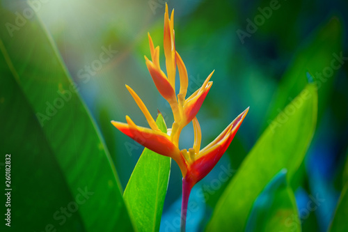 Beautiful Bird of Paradise flower (Strelitzia reginae)