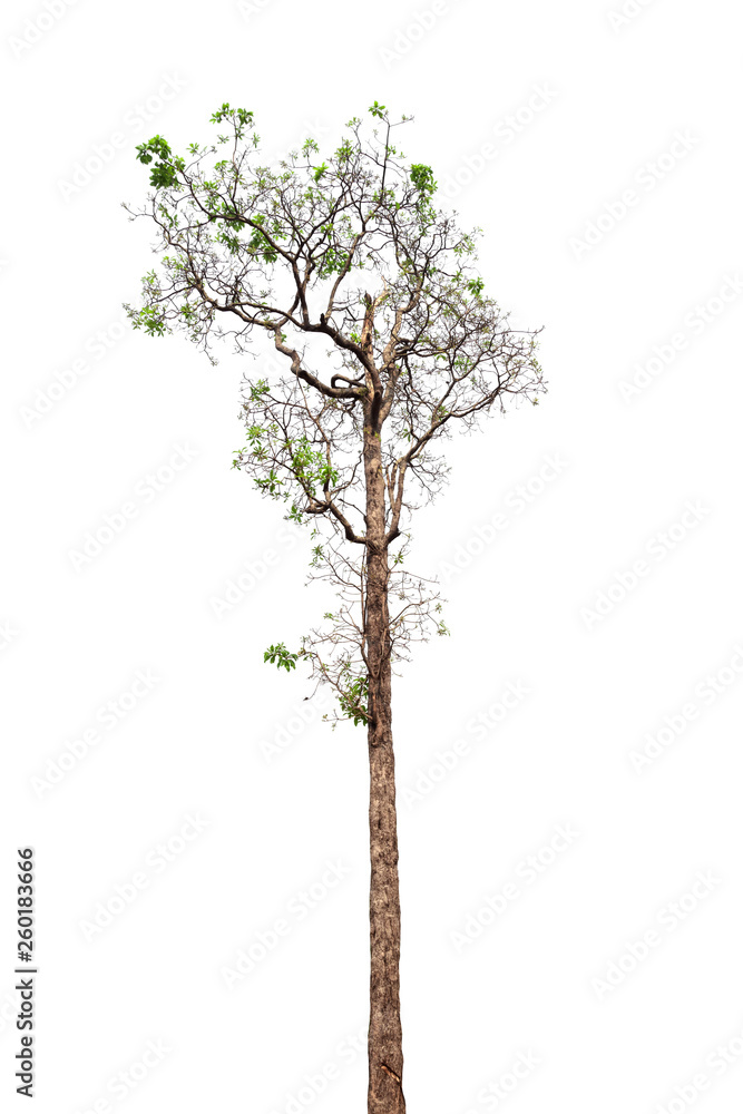 Isolated tree and white background. Isolated tree and white background.