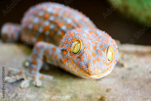 gecko fell from wall into water tank and climbed on edge of basin