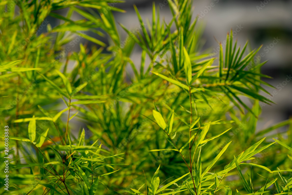 Bamboo leaves Bamboo leaves