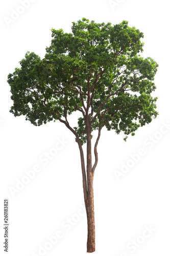 Isolated tree and white background.