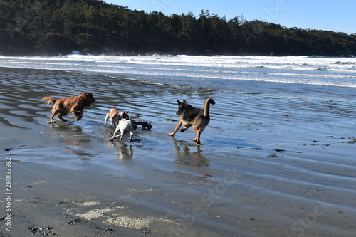 Fototapeta Naklejka Na Ścianę i Meble -  four dogs playing on the beach