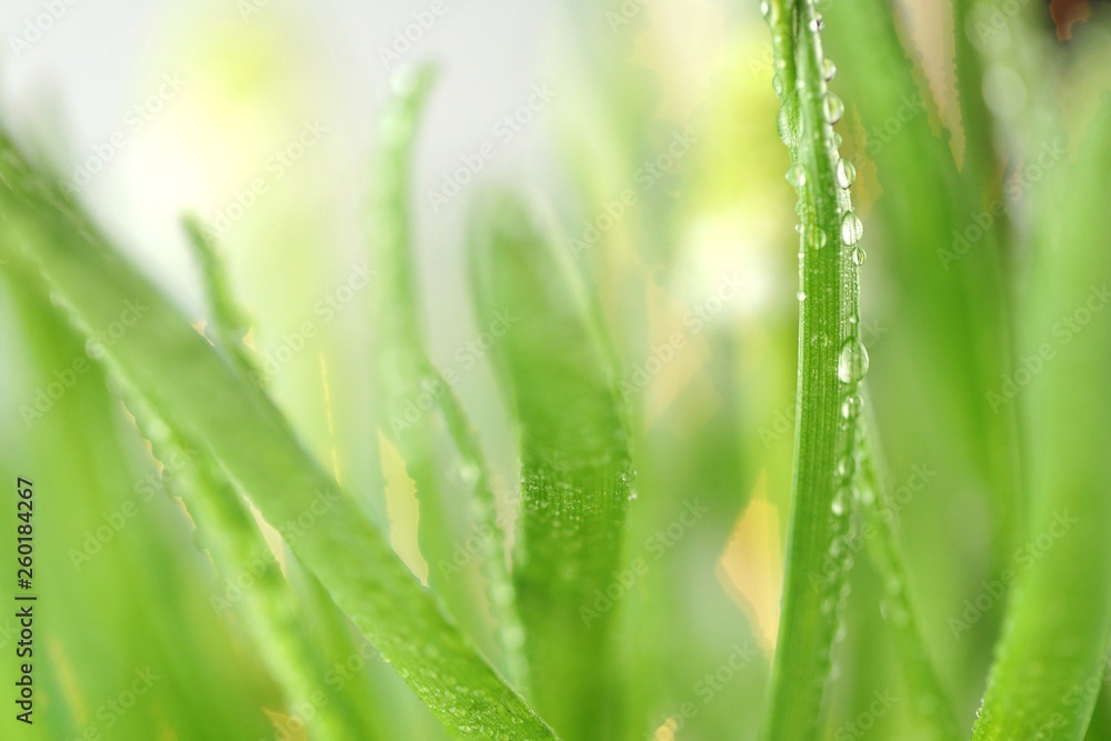 Grass stems with water drops macro.Spring grass in dew drops close-up on a blurred background.green spring grass background.Phone wallpaper Grass stems with water drops macro.Spring grass in dew drops close-up on a blurred background.green spring grass background.Phone wallpaper