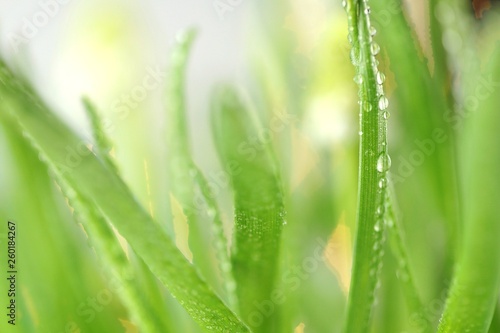Grass stems with water drops macro.Spring grass in dew drops close-up on a blurred background.green spring grass background.Phone wallpaper
