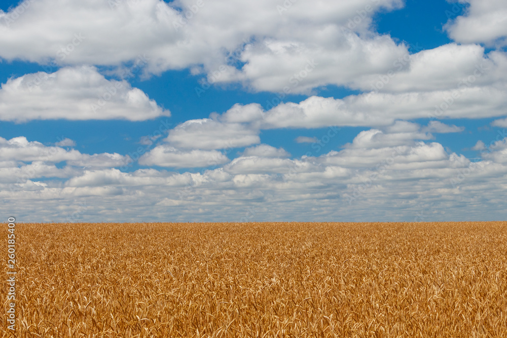 Fototapeta premium Field of ripe golden wheat