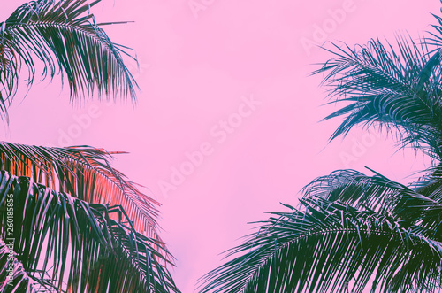 Copy space pink tropical palm tree on sky abstract background. Summer vacation and nature travel adventure concept.
