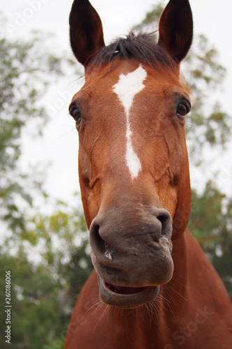 Bay brown horse looking © ShirleyF