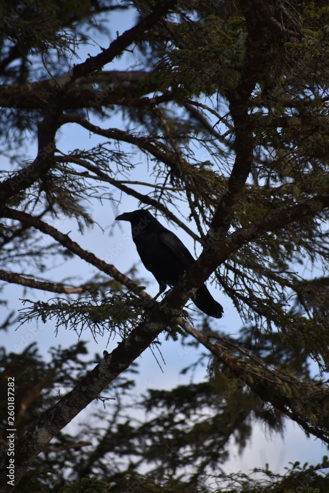 raven sitting raven sitting