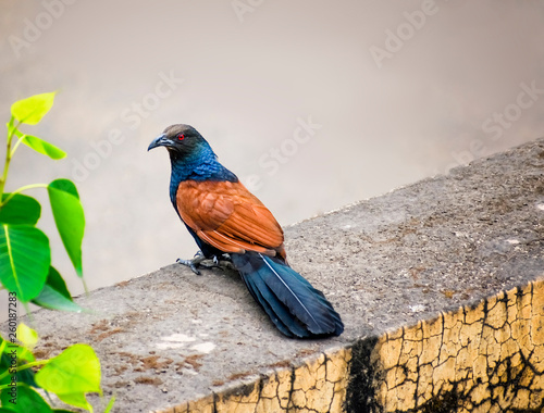 Photography pheasant coucals