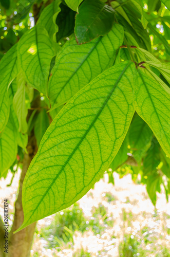 Wallpaper Mural Tender Leaves Of The Otaheite Apple Tree Torontodigital.ca