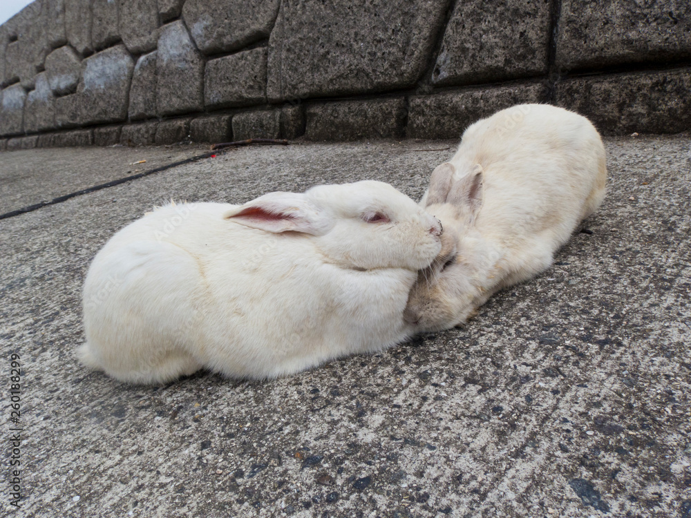 Fototapeta premium 大久野島の野生のうさぎたち16 Wild rabbits on Okunoshima