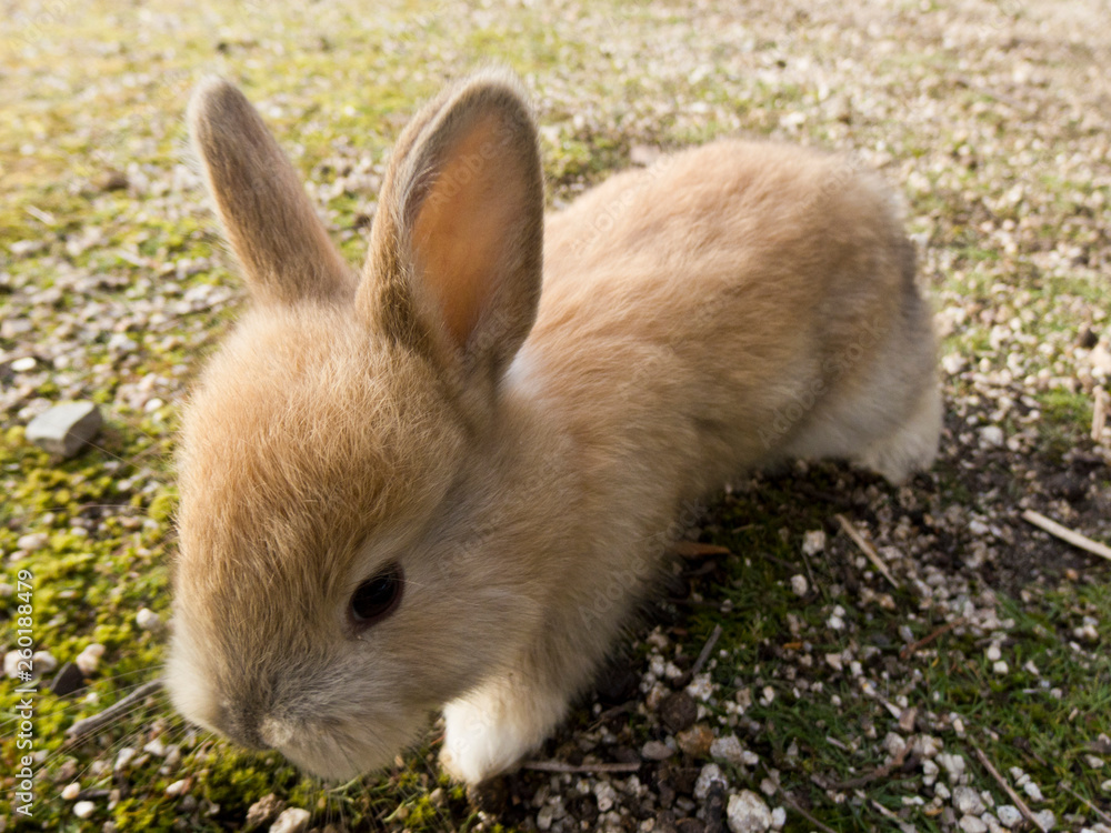 大久野島の野生のうさぎたち10 Wild rabbits on Okunoshima 大久野島の野生のうさぎたち10 Wild rabbits on Okunoshima
