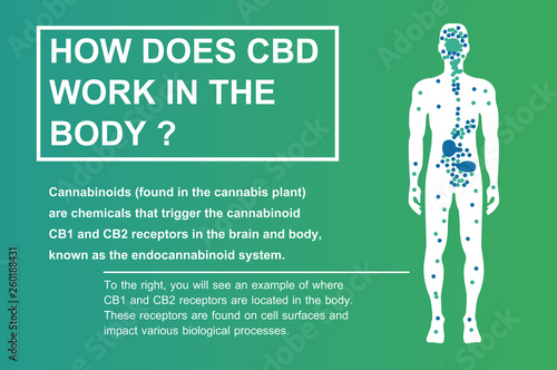 how does cbd work in the body,human endocannabinoid system effect on body,vector on background.
