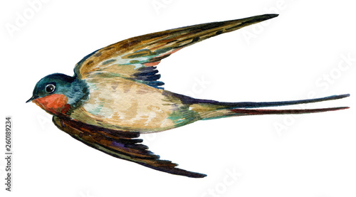 bird swallow,watercolor illustration