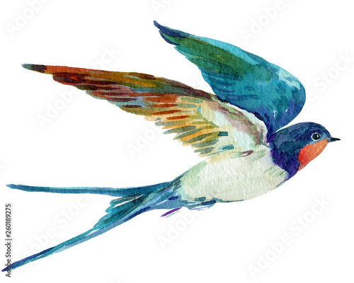 Фотография bird swallow,watercolor illustration