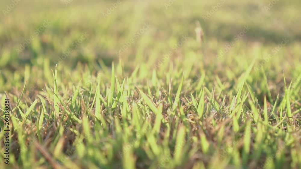Slow motion clip,The natural beauty of the lawn in the garden. Slow motion clip,The natural beauty of the lawn in the garden.