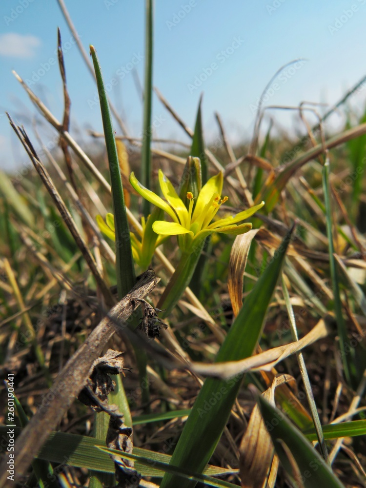 Fototapeta premium Yellow flowers with green grass