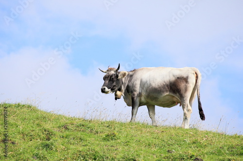 Fototapeta Naklejka Na Ścianę i Meble -  eine Kuh auf der Alm