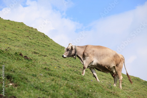 eine Kuh am steilen Berghang