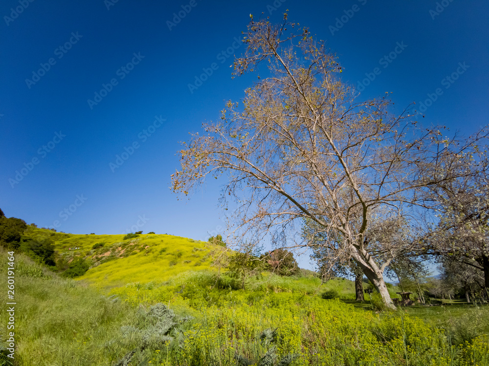 Beautiful nature landscape around Peter F. Schabarum Regional Park Beautiful nature landscape around Peter F. Schabarum Regional Park