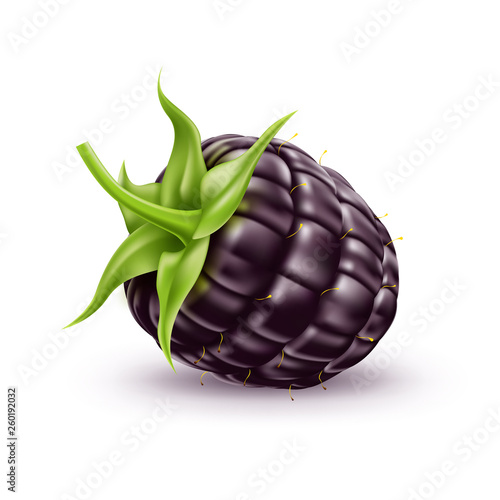 Vector realistic fresh blackberry bramble fruit a