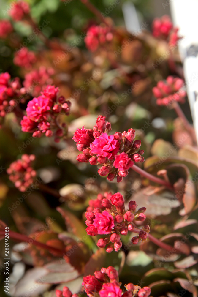 A Kalanchoe blooming 