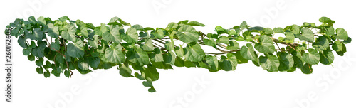 Plant leaves tropic bush foliage tree. Vine, Ivy green hang isolated on white background, clipping path © Ammak