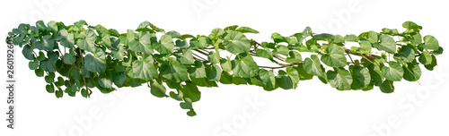 Plant leaves tropic bush foliage tree. Vine, Ivy green hang isolated on white background, clipping path