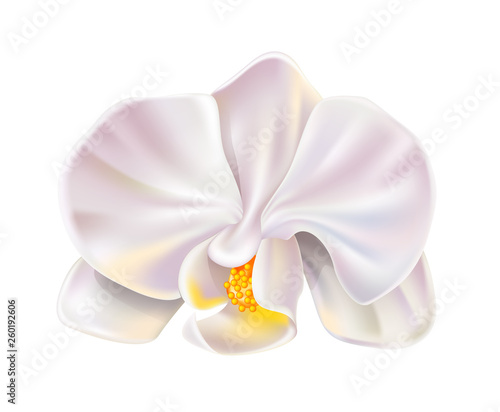 Realistic white orchid flower blossom closeup. Elegant wedding invitation, spa salon decoration design. Vector marriage invitation card, romantic event element. Spring, summer holiday florals