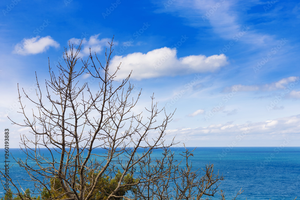 Branches of trees against  blue sky and azure sea in spring.