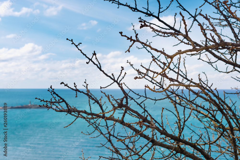 Branches of trees against blue sky and azure sea in spring. Branches of trees against blue sky and azure sea in spring.