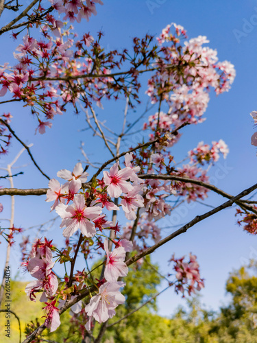 Super cherry blossom at Peter F. Schabarum Regional Park, Hacienda Heights photo