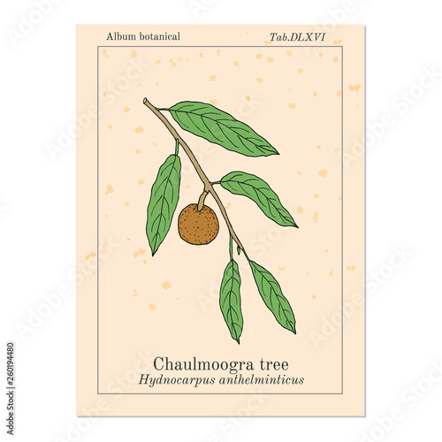 Chaulmoogra tree Hydnocarpus anthelminticus , medicinal plant photo